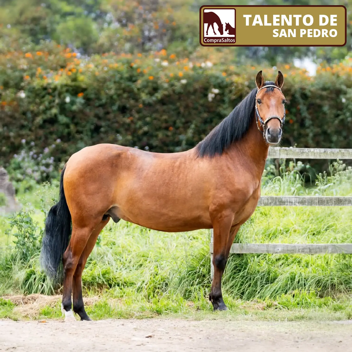 Talento de San pedro